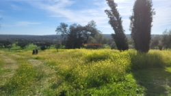 Venta finca ganadera Cáceres de encinar, alcornoches y pastos